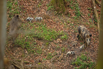 Dzik euroazjatycki, dzik, (Sus scrofa) © Bartosz Rakoczy