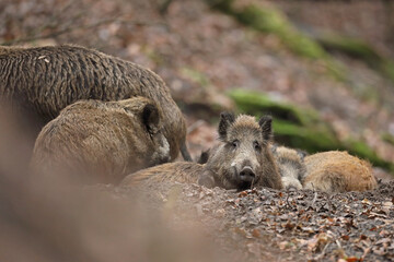 Dzik euroazjatycki, dzik, (Sus scrofa) © Bartosz Rakoczy