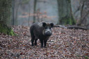 Dzik euroazjatycki, dzik, (Sus scrofa) © Bartosz Rakoczy