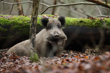 Dzik euroazjatycki, dzik, (Sus scrofa) © Bartosz Rakoczy
