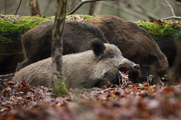 Dzik euroazjatycki, dzik, (Sus scrofa) © Bartosz Rakoczy