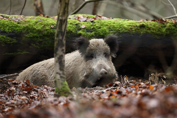 Dzik euroazjatycki, dzik, (Sus scrofa) © Bartosz Rakoczy