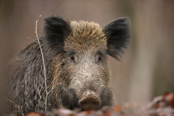 Dzik euroazjatycki, dzik, (Sus scrofa) © Bartosz Rakoczy