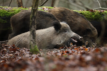 Dzik euroazjatycki, dzik, (Sus scrofa) © Bartosz Rakoczy