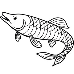 Arapaima line arts with white background 