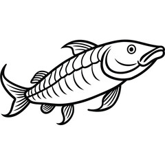 Arapaima line arts with white background 