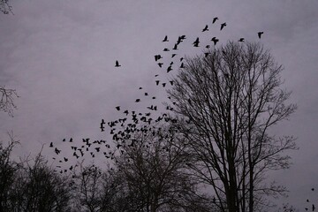 flock of crows start their collective flight from a tree at dusk