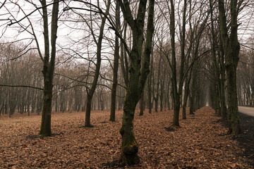 Late autumn, morning in the city park, graphics trees