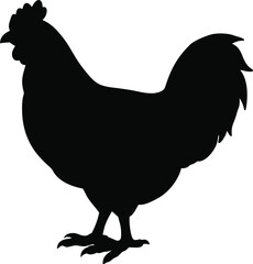 Australorp chicken line arts with white background. silhouette of a chicken on white