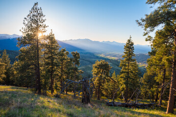 Big Views Through Beautiful Forest