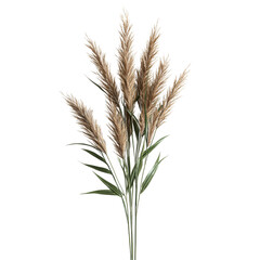 Elegant Pampas Grass Arrangement for Interior Decor Isolated on transparent background