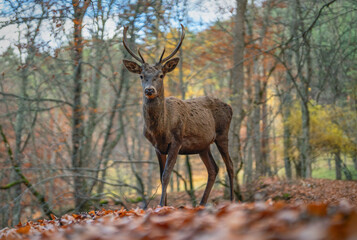 a red deer against the background of colorful trees of the autumn beech forest