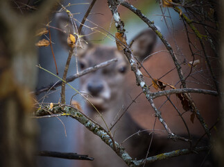 Branches of trees in the forest thicket through which a female red deer is visible looking directly into the camera lens