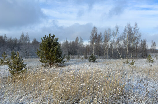Winter landscape with snow-covered pine trees and grasses under soft sunlight