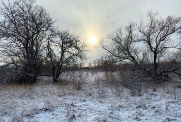 Black silhouettes of trees on a snow-covered field against the background of the cold winter sun