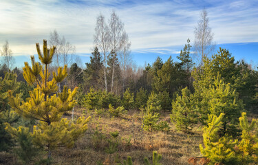 Sunny day in a forest with young trees and golden sunlight on the branches