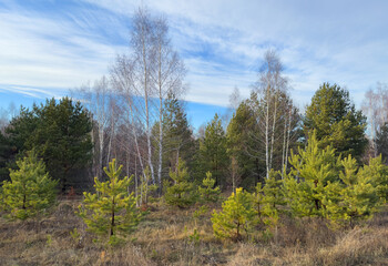 Young pines and birches in a sunny glade in a spring forest