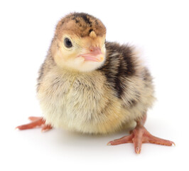 Chicken turkey isolated.