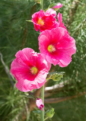 natural plants, natural flowers photos