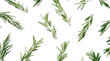 Rosemary transparent background