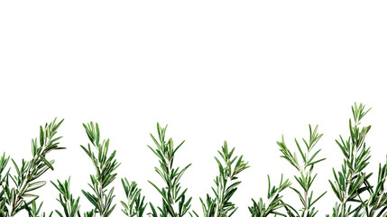 Fototapeta premium Rosemary transparent background