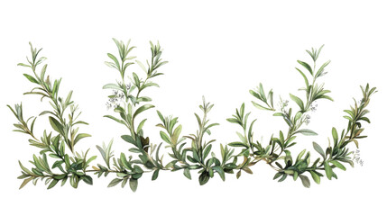 Fototapeta premium Rosemary transparent background