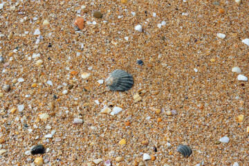 Sandy-shell “golden” beach of coarse sand and scatterings of crushed shells with inclusion of...