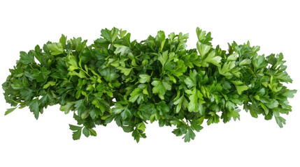 Obraz premium Parsley transparent background