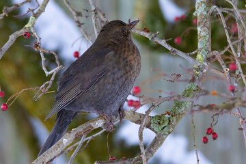female of Common blackbird (Turdus merula) on in winter garden