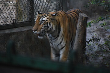The Bengal tiger or Royal Bengal tiger is a population of the Panthera tigris tigris subspecies and the nominate tiger subspecies. It ranks among the biggest wild cats alive today. 