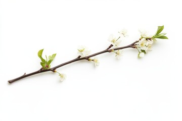 Delicate Spring Blossom Branch