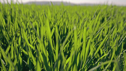 Close-up of green wheat field blades. Detailed view of vibrant green wheat blades growing in a field under natural sunlight, showcasing fresh growth and rural beauty.