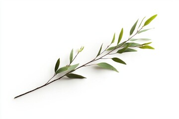 Fototapeta premium Delicate Eucalyptus Branch - Nature's Elegance