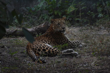The Sri Lankan leopard is a leopard subspecies native to Sri Lanka. It was first described in 1956 by Sri Lankan zoologist Paules Edward Pieris Deraniyagala. 