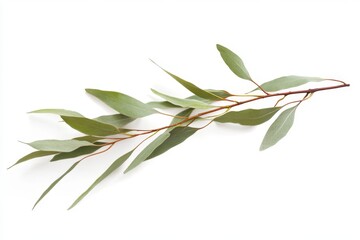 Obraz premium Delicate Eucalyptus Branch - Nature's Elegance