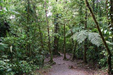 Alajuela Province, Costa Rica - November 19, 2024 - path through rainforest in the Tenorio Volcano National Park