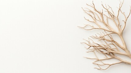 Fototapeta premium Beige bleached branches on white background. (1)