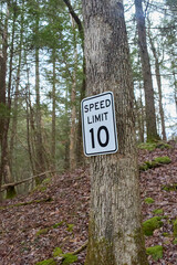 Speed limit sign on a tree in a forest. 