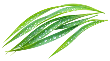 Green grass with dew transparent background