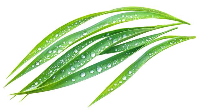 Green grass with dew transparent background