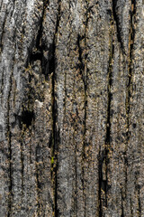 Detail of the grain of a tree trunk, natural texture and clearly visible sinuous lines. Organic texture and unique wood patterns.
