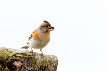 Bergfink (fringilla montifringilla), am Futterplatz