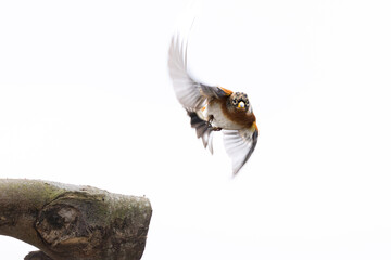 Bergfink (fringilla montifringilla), am Futterplatz