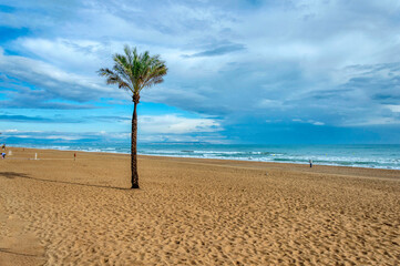 PALM TREE ON THE BEACH IN THE CENTER OF GUARDAMAR DEL SEGURA, SPAIN