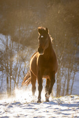 Pferd galoppiert im Schnee