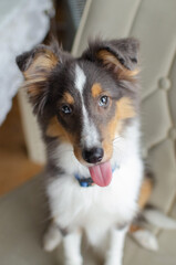 Cute licking red brown tricolor puppy shetland sheepdog. Happy dog sheltie with tongue in home