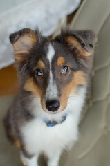 Cute red brown tricolor puppy shetland sheepdog. Happy dog sheltie in home