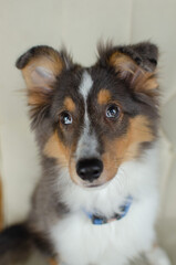 Cute red brown tricolor puppy shetland sheepdog. Happy dog sheltie in home