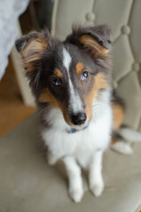 Cute red brown tricolor puppy shetland sheepdog. Happy dog sheltie in home