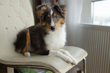Cute red brown tricolor puppy shetland sheepdog. Happy dog sheltie in home